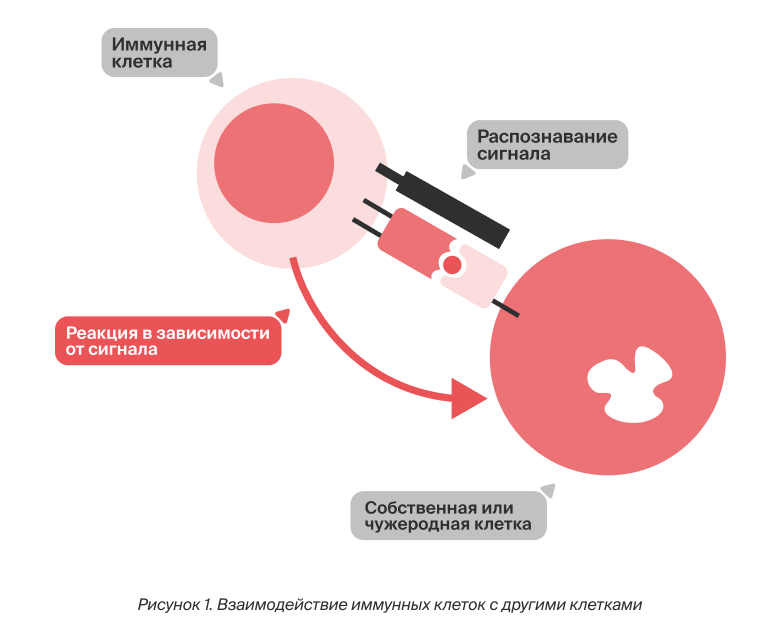 Взаимодействие иммунных клеток с другими клетками